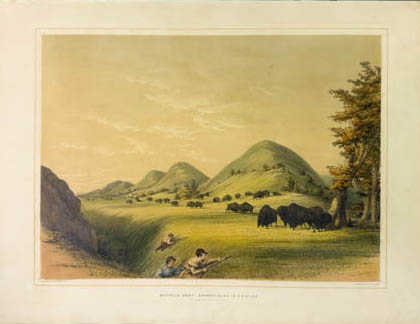 Bison hunt