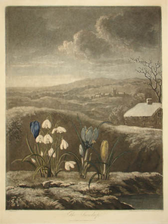 Snowdrop by Robert Thornton