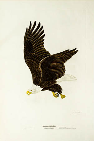 American Bald Eagle