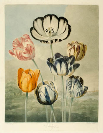 Robert Thornton tulips